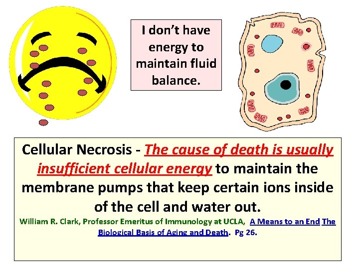 I don’t have energy to maintain fluid balance. Cellular Necrosis - The cause of