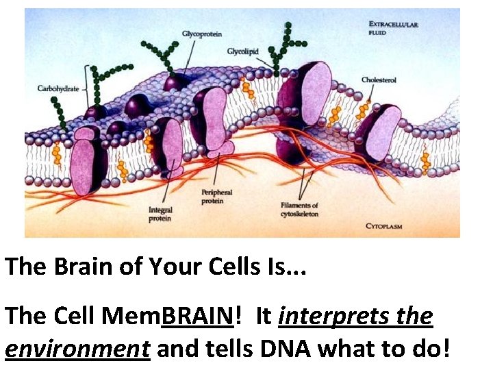 The Brain of Your Cells Is. . . The Cell Mem. BRAIN! It interprets