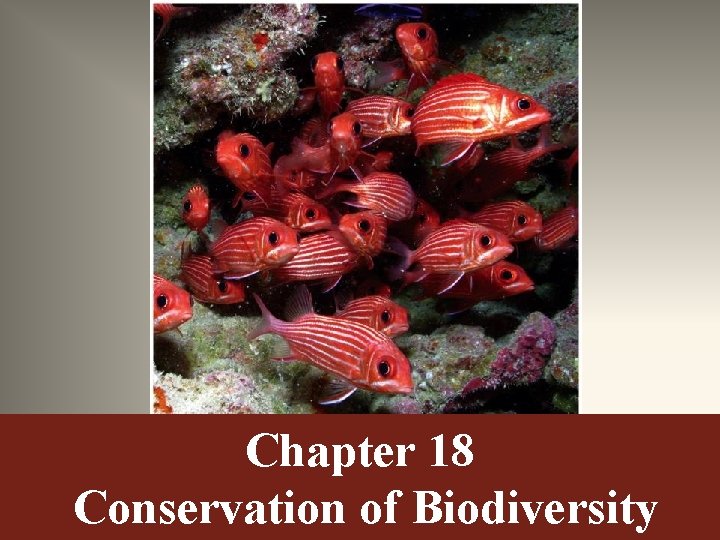 Chapter 18 Conservation of Biodiversity 