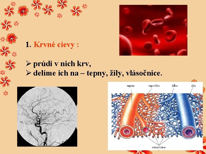 1. Krvné cievy : Ø prúdi v nich krv, Ø delíme ich na –