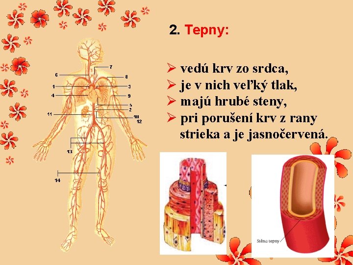 2. Tepny: Ø vedú krv zo srdca, Ø je v nich veľký tlak, Ø