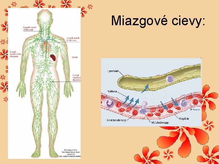 Miazgové cievy: 