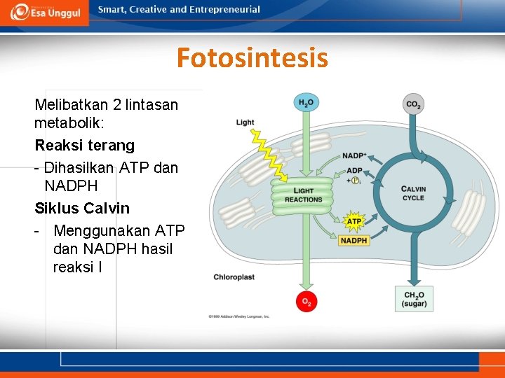 Fotosintesis Melibatkan 2 lintasan metabolik: Reaksi terang - Dihasilkan ATP dan NADPH Siklus Calvin