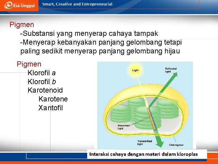 Pigmen -Substansi yang menyerap cahaya tampak -Menyerap kebanyakan panjang gelombang tetapi paling sedikit menyerap