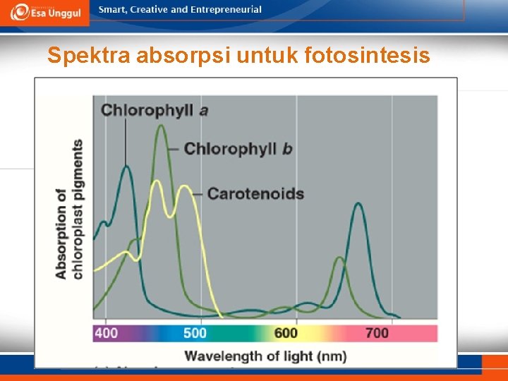 Spektra absorpsi untuk fotosintesis 