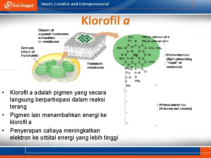 Klorofil a • Klorofil a adalah pigmen yang secara langsung berpartisipasi dalam reaksi terang