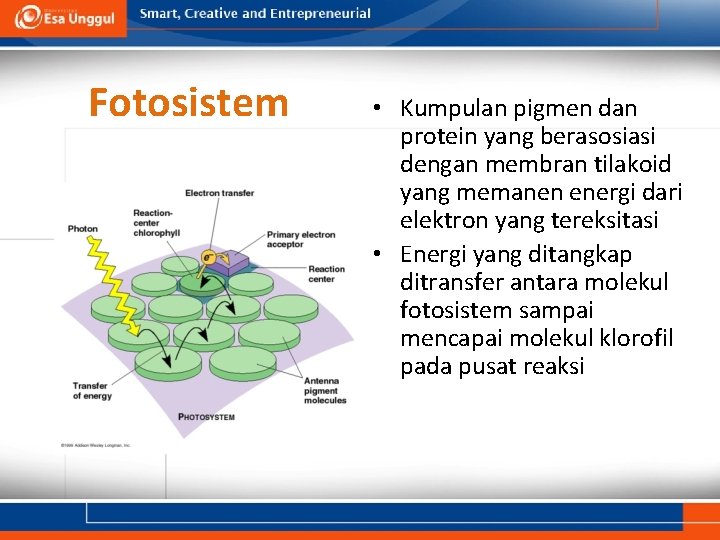 Fotosistem • Kumpulan pigmen dan protein yang berasosiasi dengan membran tilakoid yang memanen energi