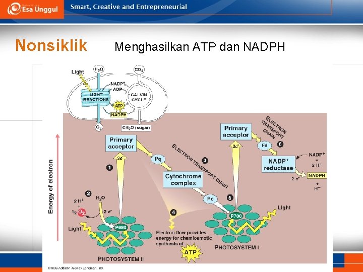 Nonsiklik Menghasilkan ATP dan NADPH 