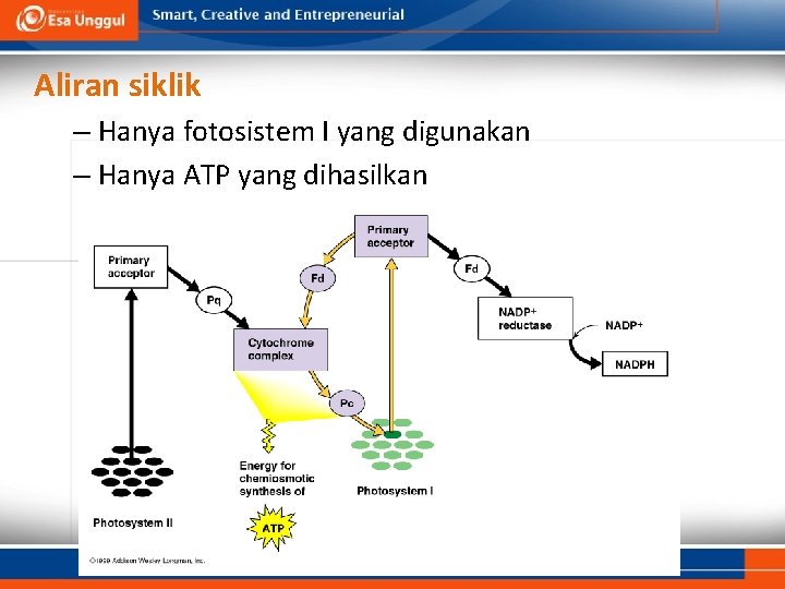 Aliran siklik – Hanya fotosistem I yang digunakan – Hanya ATP yang dihasilkan 