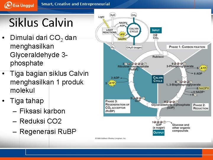Siklus Calvin • Dimulai dari CO 2 dan menghasilkan Glyceraldehyde 3 phosphate • Tiga