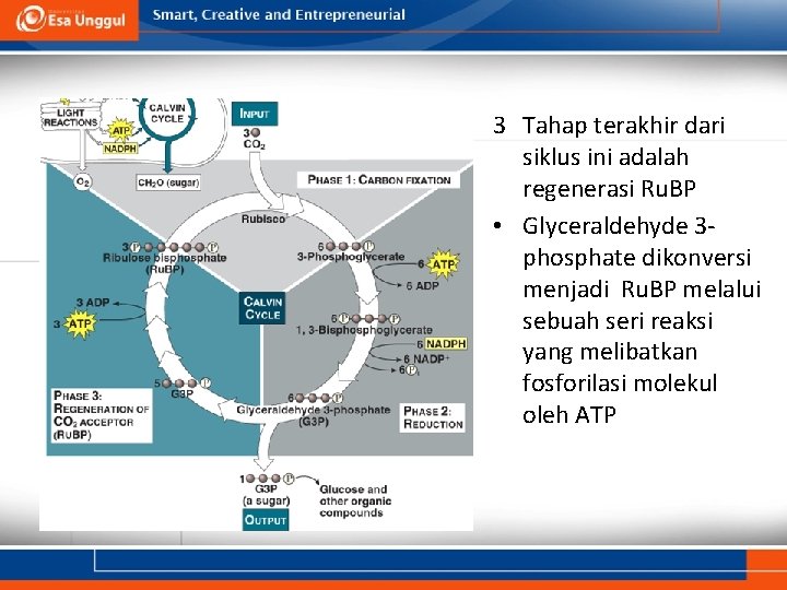 3 Tahap terakhir dari siklus ini adalah regenerasi Ru. BP • Glyceraldehyde 3 phosphate