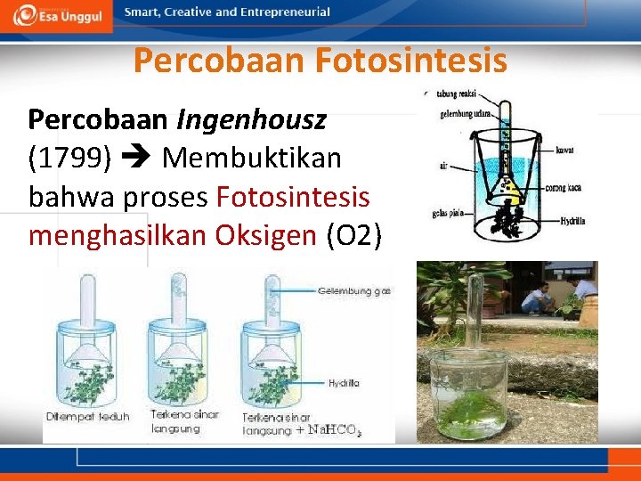 Percobaan Fotosintesis Percobaan Ingenhousz (1799) Membuktikan bahwa proses Fotosintesis menghasilkan Oksigen (O 2) 