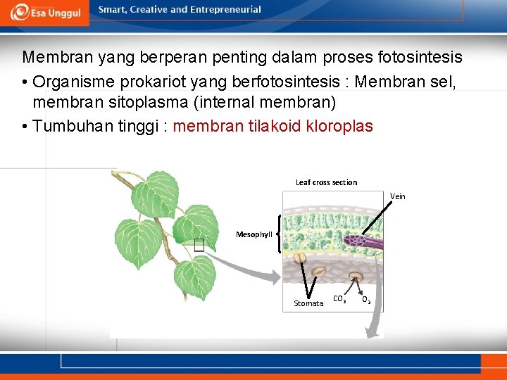 Membran yang berperan penting dalam proses fotosintesis • Organisme prokariot yang berfotosintesis : Membran