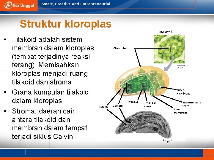 Struktur kloroplas • Tilakoid adalah sistem membran dalam kloroplas (tempat terjadinya reaksi terang). Memisahkan
