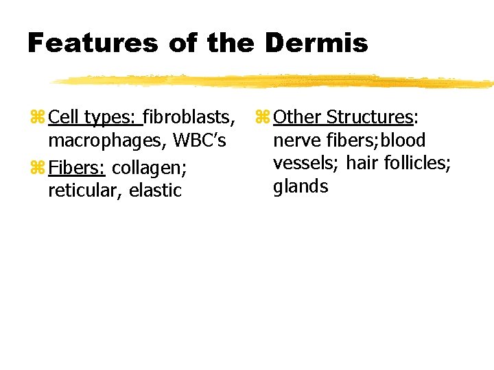 Features of the Dermis z Cell types: fibroblasts, z Other Structures: nerve fibers; blood