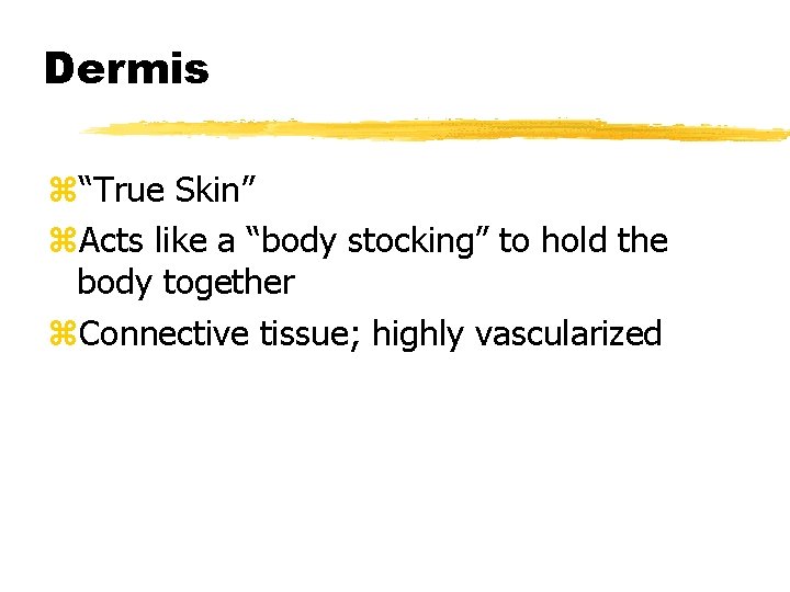 Dermis z“True Skin” z. Acts like a “body stocking” to hold the body together