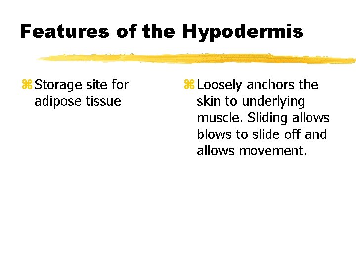 Features of the Hypodermis z Storage site for adipose tissue z Loosely anchors the