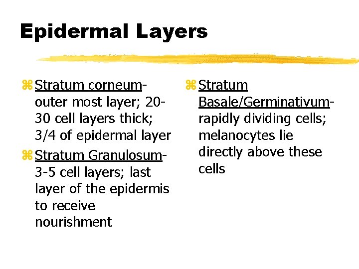 Epidermal Layers z Stratum corneum. Basale/Germinativumouter most layer; 20 rapidly dividing cells; 30 cell