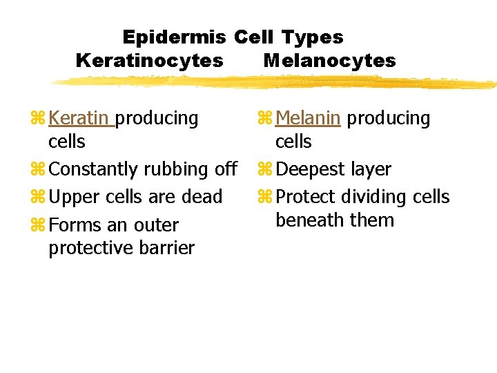 Epidermis Cell Types Keratinocytes Melanocytes z Keratin producing z Melanin producing cells z Constantly