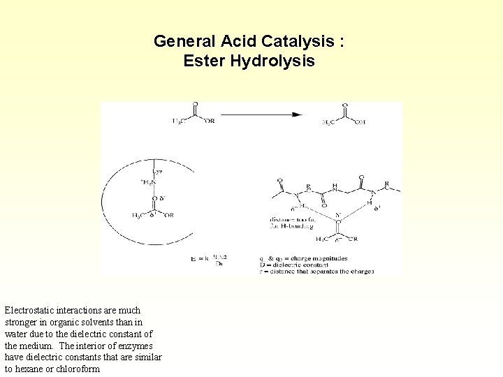 General Acid Catalysis : Ester Hydrolysis Electrostatic interactions are much stronger in organic solvents