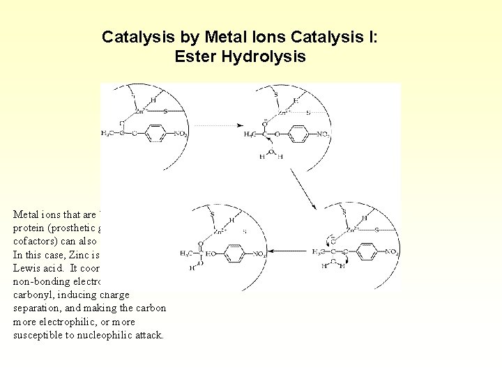 Catalysis by Metal Ions Catalysis I: Ester Hydrolysis Metal ions that are bound to