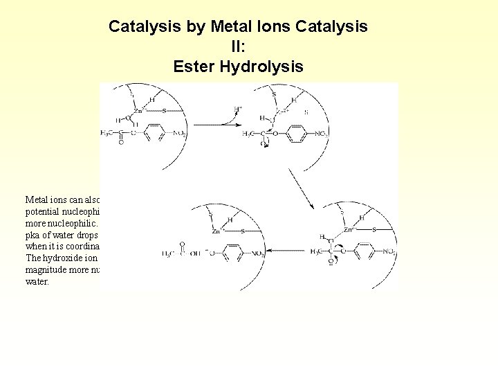 Catalysis by Metal Ions Catalysis II: Ester Hydrolysis Metal ions can also function to