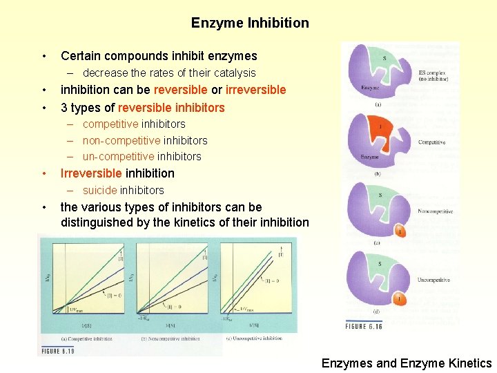 Enzyme Inhibition • Certain compounds inhibit enzymes – decrease the rates of their catalysis