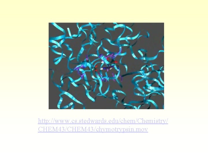 http: //www. cs. stedwards. edu/chem/Chemistry/ CHEM 43/chymotrypsin. mov 