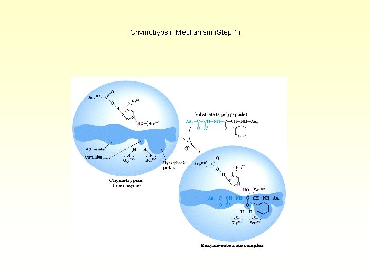 Chymotrypsin Mechanism (Step 1) 