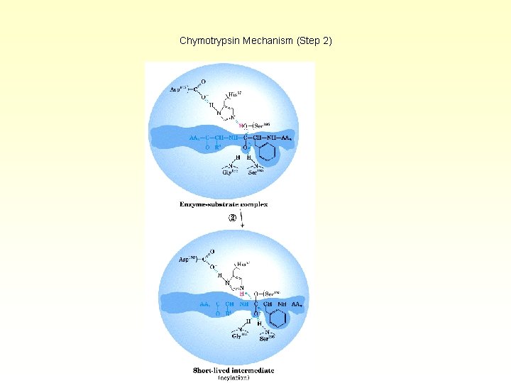 Chymotrypsin Mechanism (Step 2) 