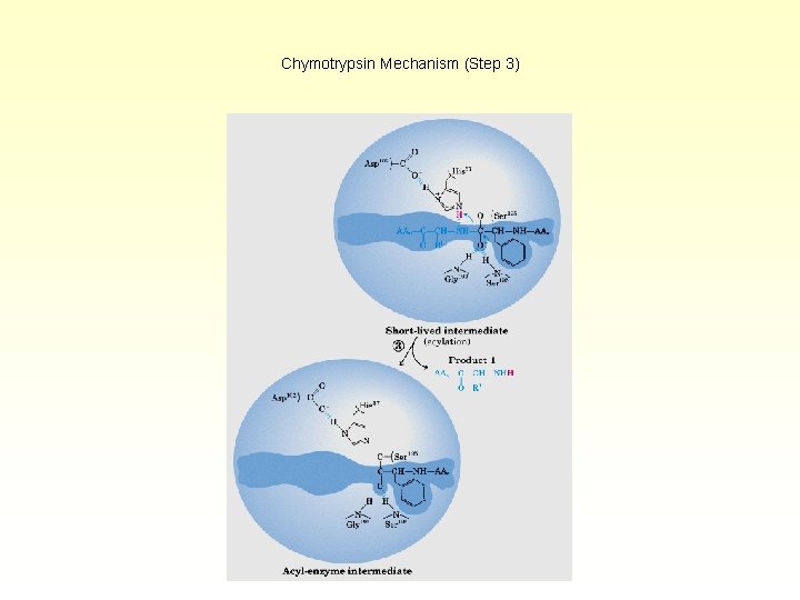 Chymotrypsin Mechanism (Step 3) 