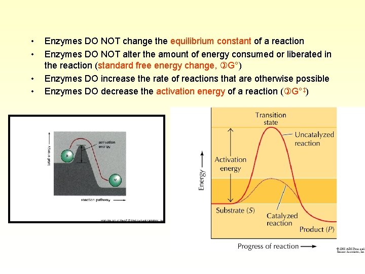  • • Enzymes DO NOT change the equilibrium constant of a reaction Enzymes