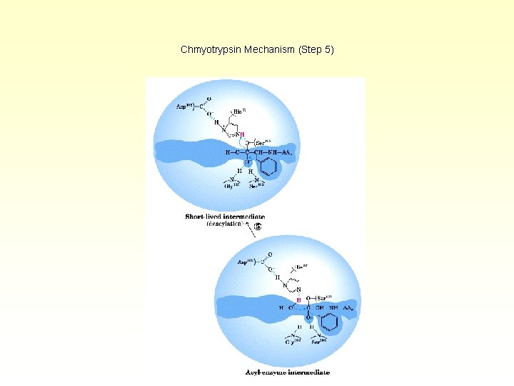 Chmyotrypsin Mechanism (Step 5) 