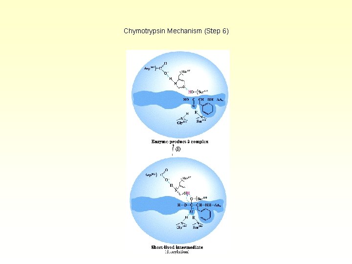 Chymotrypsin Mechanism (Step 6) 