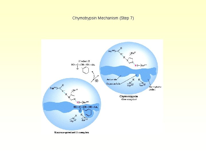 Chymotrypsin Mechanism (Step 7) 