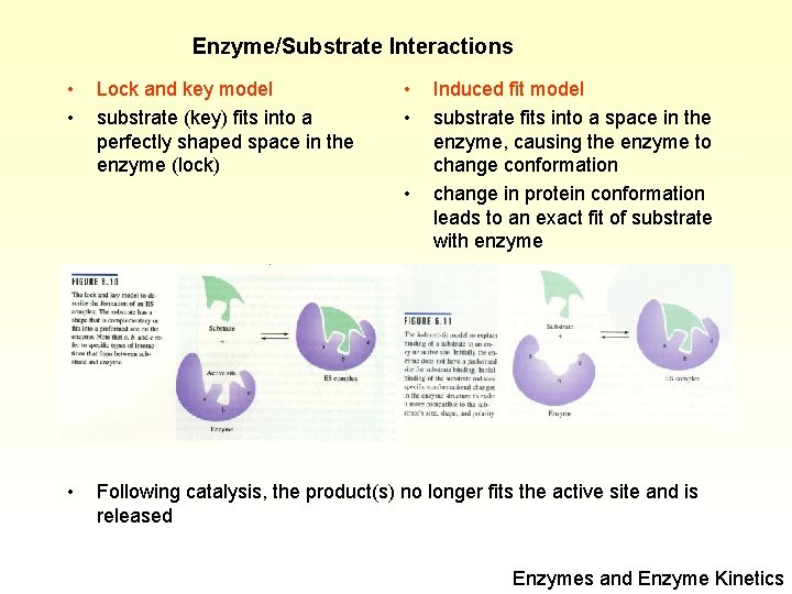 Enzyme/Substrate Interactions • • Lock and key model substrate (key) fits into a perfectly