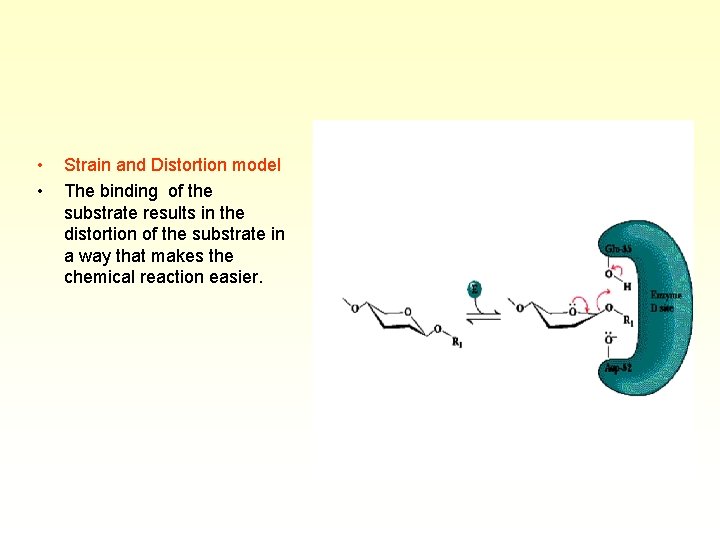  • • Strain and Distortion model The binding of the substrate results in