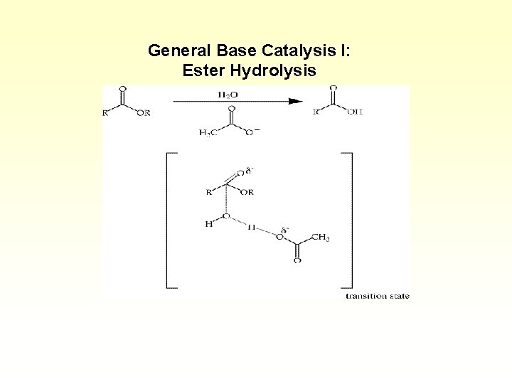 General Base Catalysis I: Ester Hydrolysis 