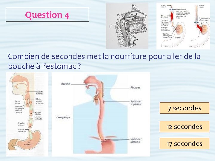 Question 4 Combien de secondes met la nourriture pour aller de la bouche à