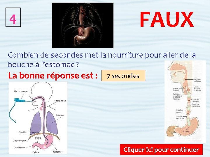 4 FAUX Combien de secondes met la nourriture pour aller de la bouche à