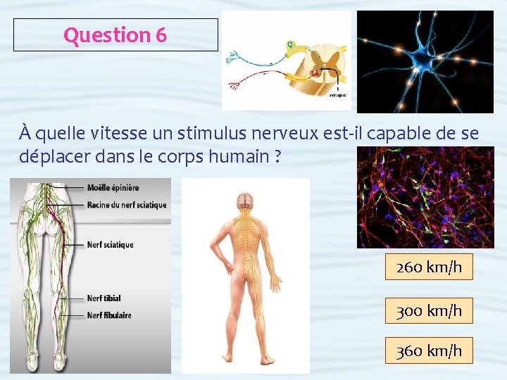 Question 6 À quelle vitesse un stimulus nerveux est-il capable de se déplacer dans