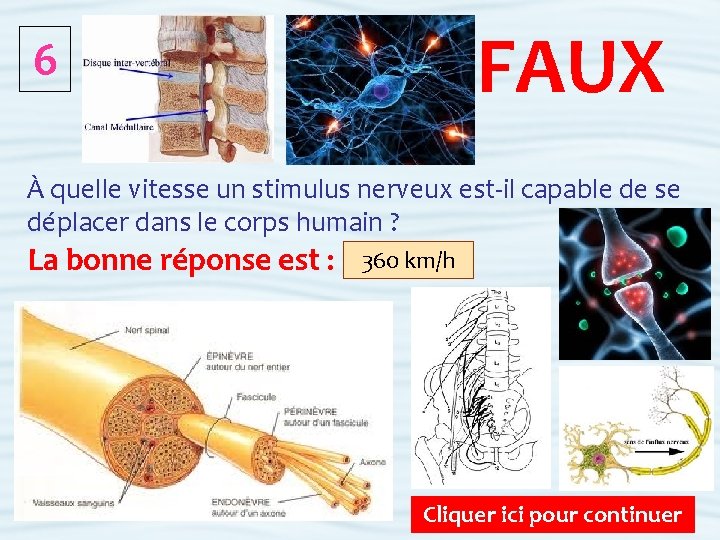 FAUX 6 À quelle vitesse un stimulus nerveux est-il capable de se déplacer dans