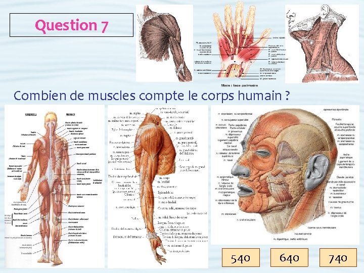 Question 7 Combien de muscles compte le corps humain ? 540 640 740 
