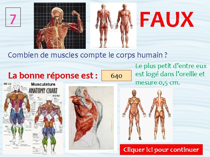 FAUX 7 Combien de muscles compte le corps humain ? La bonne réponse est