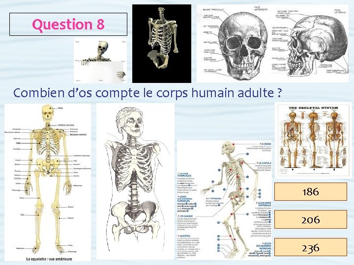 Question 8 Combien d’os compte le corps humain adulte ? 186 206 236 