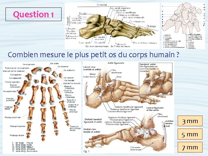 Question 1 Combien mesure le plus petit os du corps humain ? 3 mm