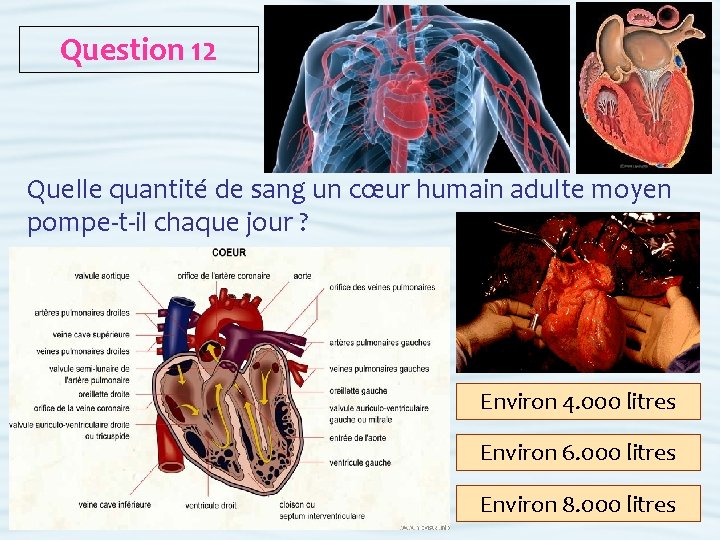 Question 12 Quelle quantité de sang un cœur humain adulte moyen pompe-t-il chaque jour