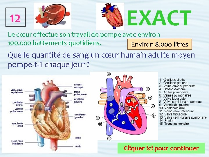 12 EXACT Le cœur effectue son travail de pompe avec environ 100. 000 battements