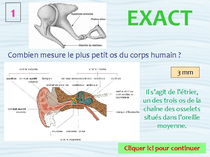 1 EXACT Combien mesure le plus petit os du corps humain ? 3 mm