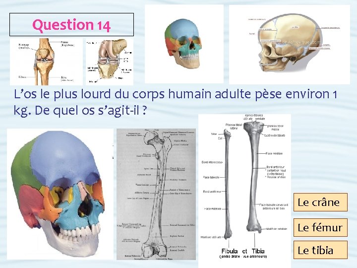 Question 14 L’os le plus lourd du corps humain adulte pèse environ 1 kg.